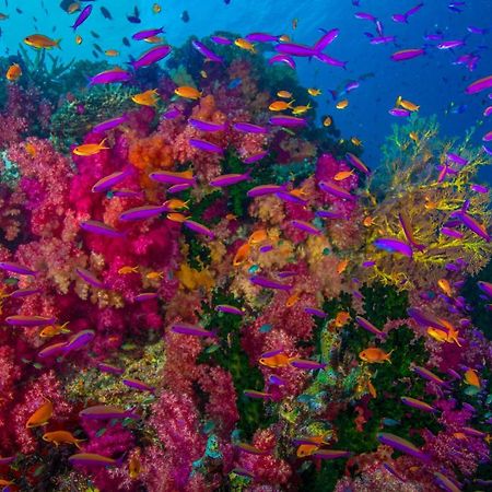 Sau Bay Resort - Off Taveuni Na Sau Bay المظهر الخارجي الصورة