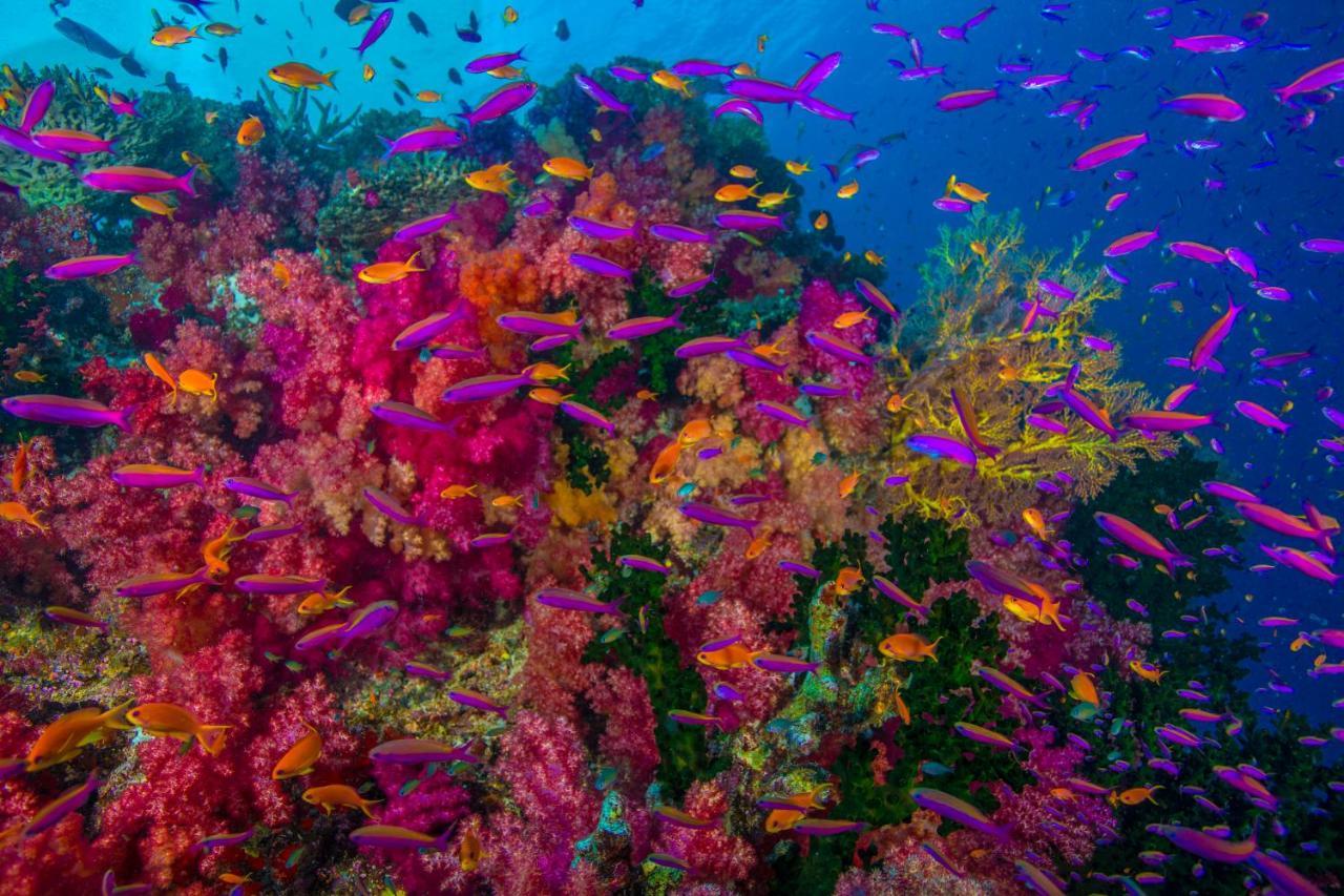 Sau Bay Resort - Off Taveuni Na Sau Bay المظهر الخارجي الصورة